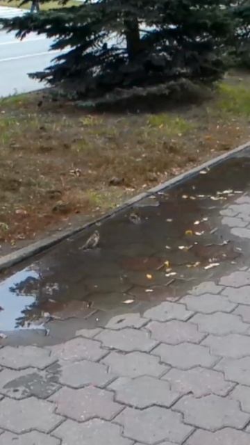 Водные процедуры.mp4