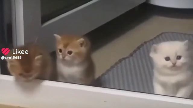1000024580.mp4