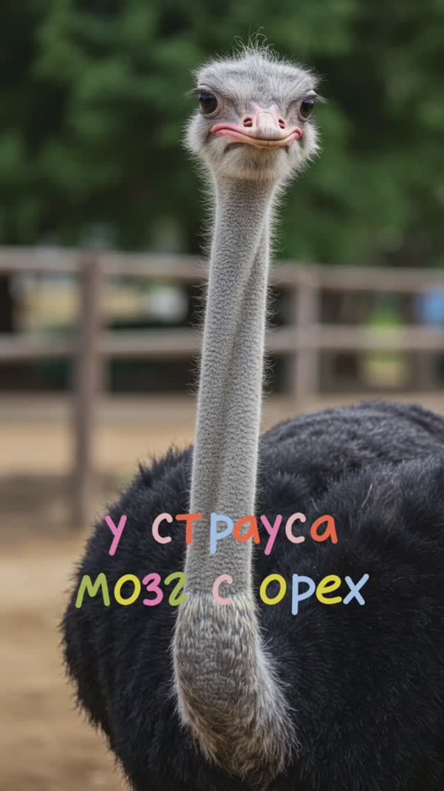 Вот такая самая крупная птица на планете 🤪