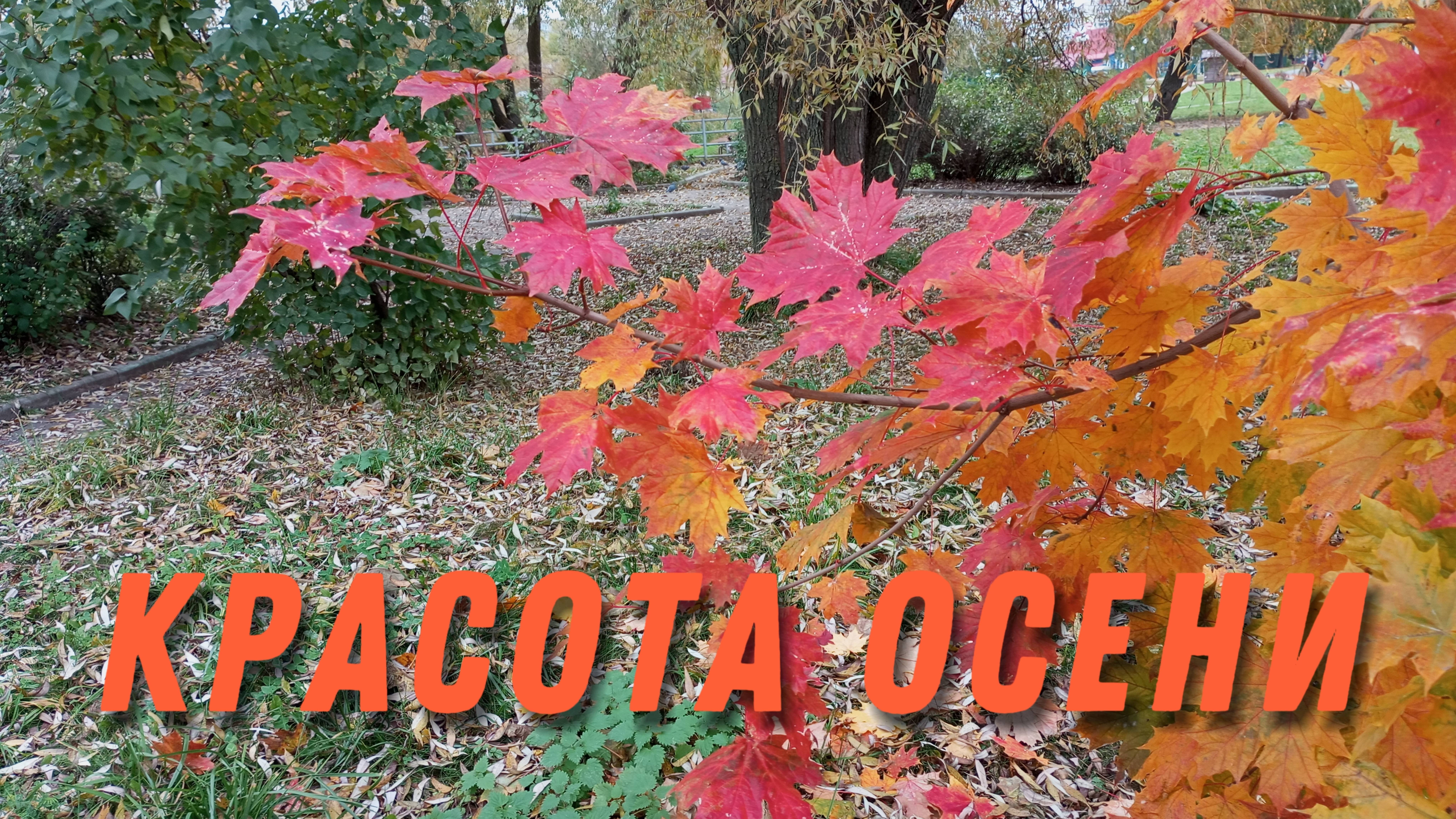 Красота осени