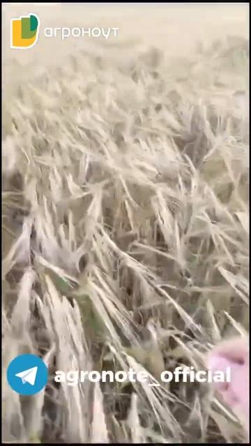 Плодотворное сотрудничество с Мустанг-Сибирь.Урожай будет что надо!#farming#фермер#сельскоехозяйство