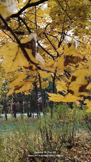 Золотая осень 🍂🍁   09.10.2025