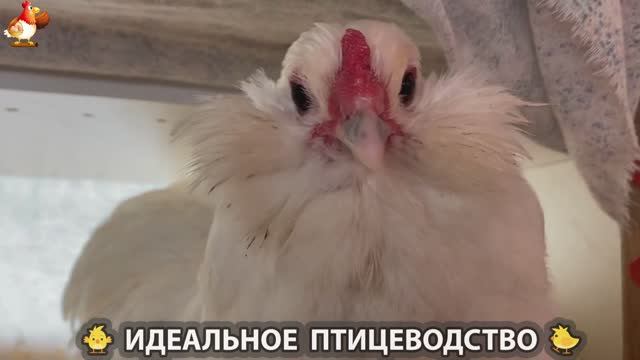 Идеальное птицеводство достойно восхищения 🐓🦆🦢🦚🦃🐔 эпизод (365)