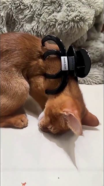 Трюк для котеек — «клипнозис»