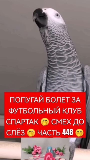 ПОПУГАЙ ФУТБОЛЬНЫЙ ФАНАТ 🙃 СМЕХ ДО СЛЁЗ 87 СЕРИЯ 🤣