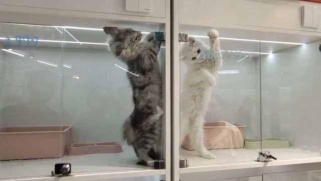 Этих котов расселили по разным клеткам из-за постоянных драк