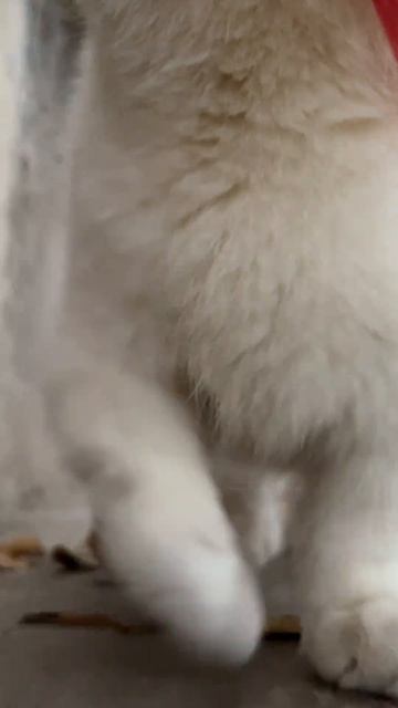 Мяу