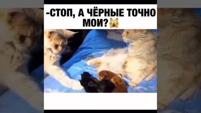 IMG_9399.MOV