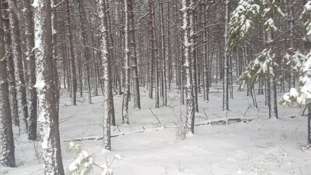Первый снег 10.10.2025
