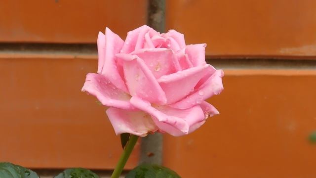 09=10=2025 ник ПВН (151)