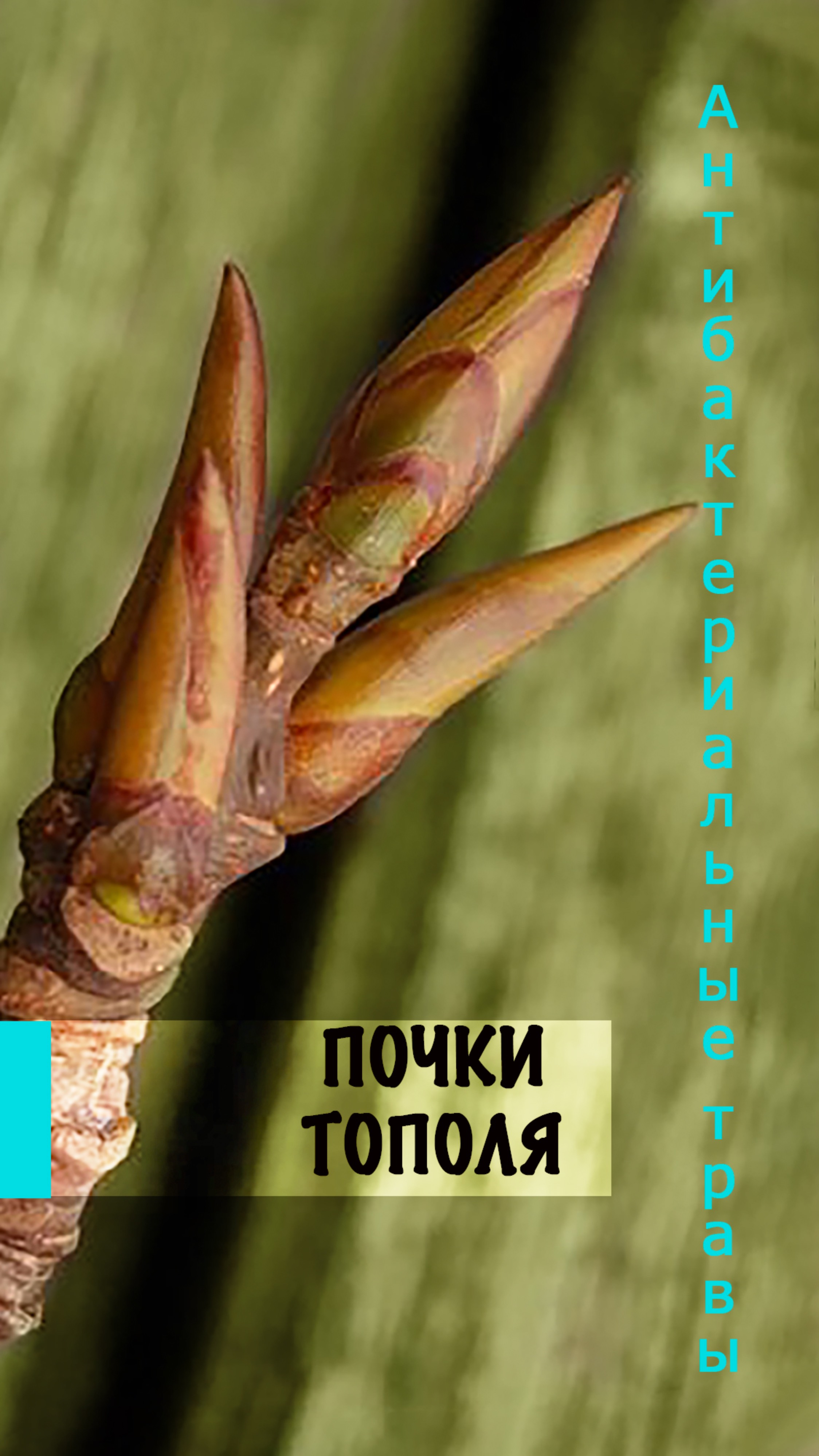 Антибактериальные травы. Почки тополя