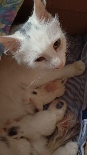 котята