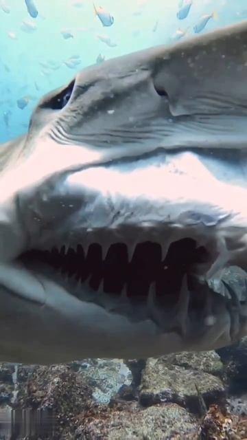 Аж Страшно представить... 🦈🦈🦈
