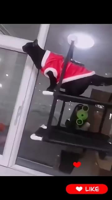 У Меня Есть Кот🐱 Такие Чудеса Творит 💯 Надо Тоже Снимать📽️‼️🫶🤣🤯
