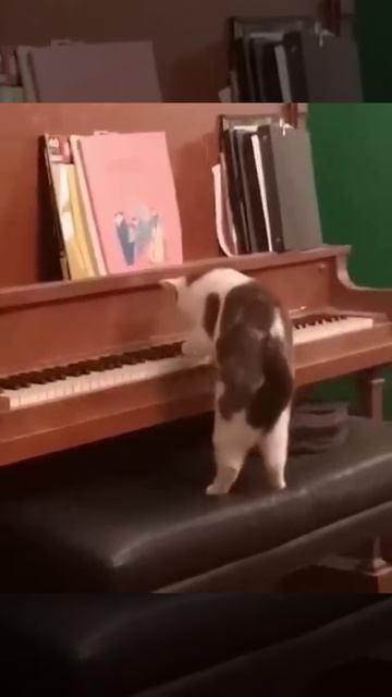 Котвиг ван Бетховен музицирует