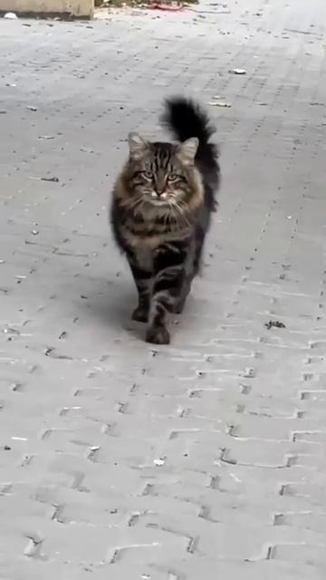 Когда внутри играет музыка, которую никто не слышит 🕺🏻