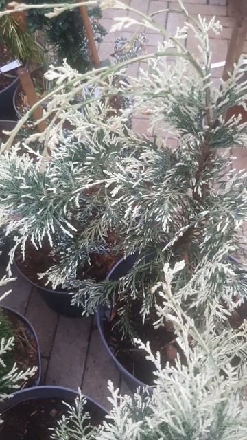 ❤🌲Кипарисовик Луна Лавсона
✔Продажа растений в телеграм канале:
Https://t.me/love_is_hvoiny_dvorik
🚛