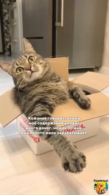 Клип @meowtaverse