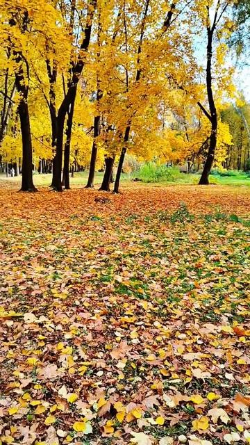Золотая осень
