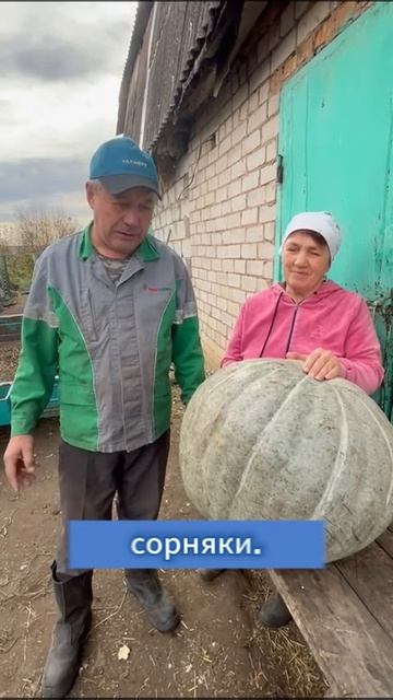 Фермеры Муртазины вырастили тыкву-гигант