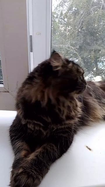 Анфиса🐱
