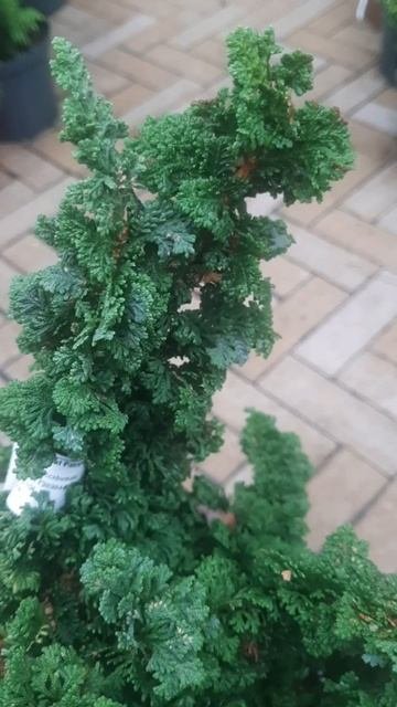 ❤🌲Туя западная Примо
✔Продажа растений в телеграм канале: Https://t.me/love_is_hvoiny_dvorik
🚛🪴Отпра