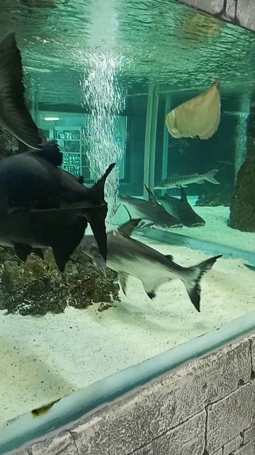 VID_20250906_180908_103032.mp4