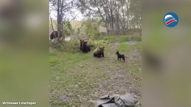 Бесстрашный маленький пёс против медвежьей семьи на Сахалине
