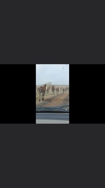 Случайно встретил на проселочной дороге