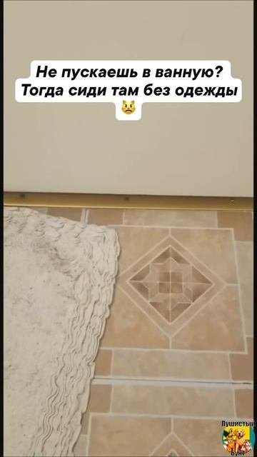 Клип @meowtaverse