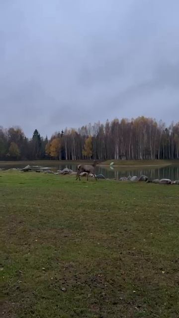 1000057503.mp4 Олени , брачный сезон , крики самца ...Дьясенко.ЛО.