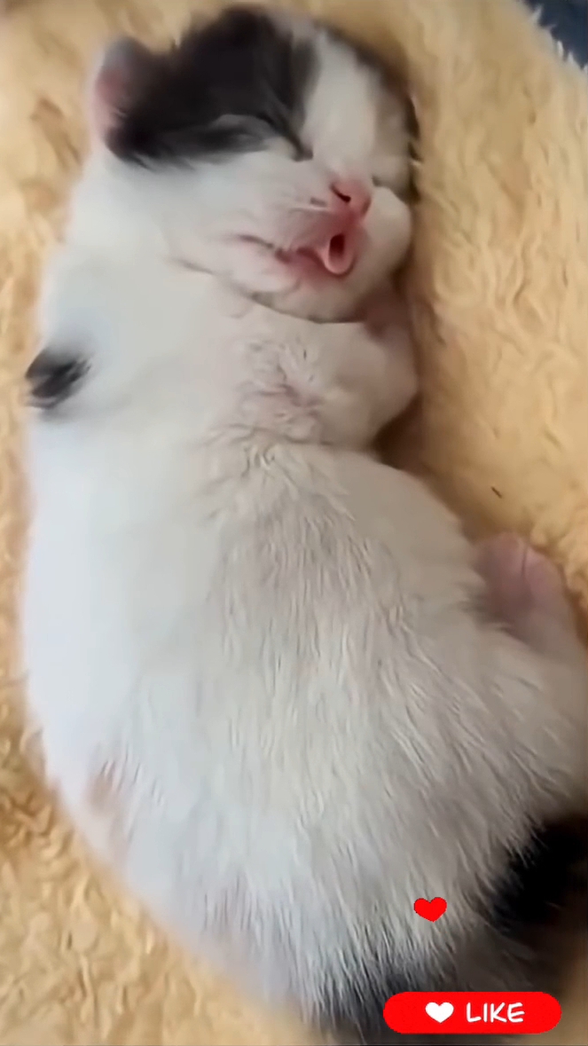 Всем Спокойной Ночи 🫶😼🛌