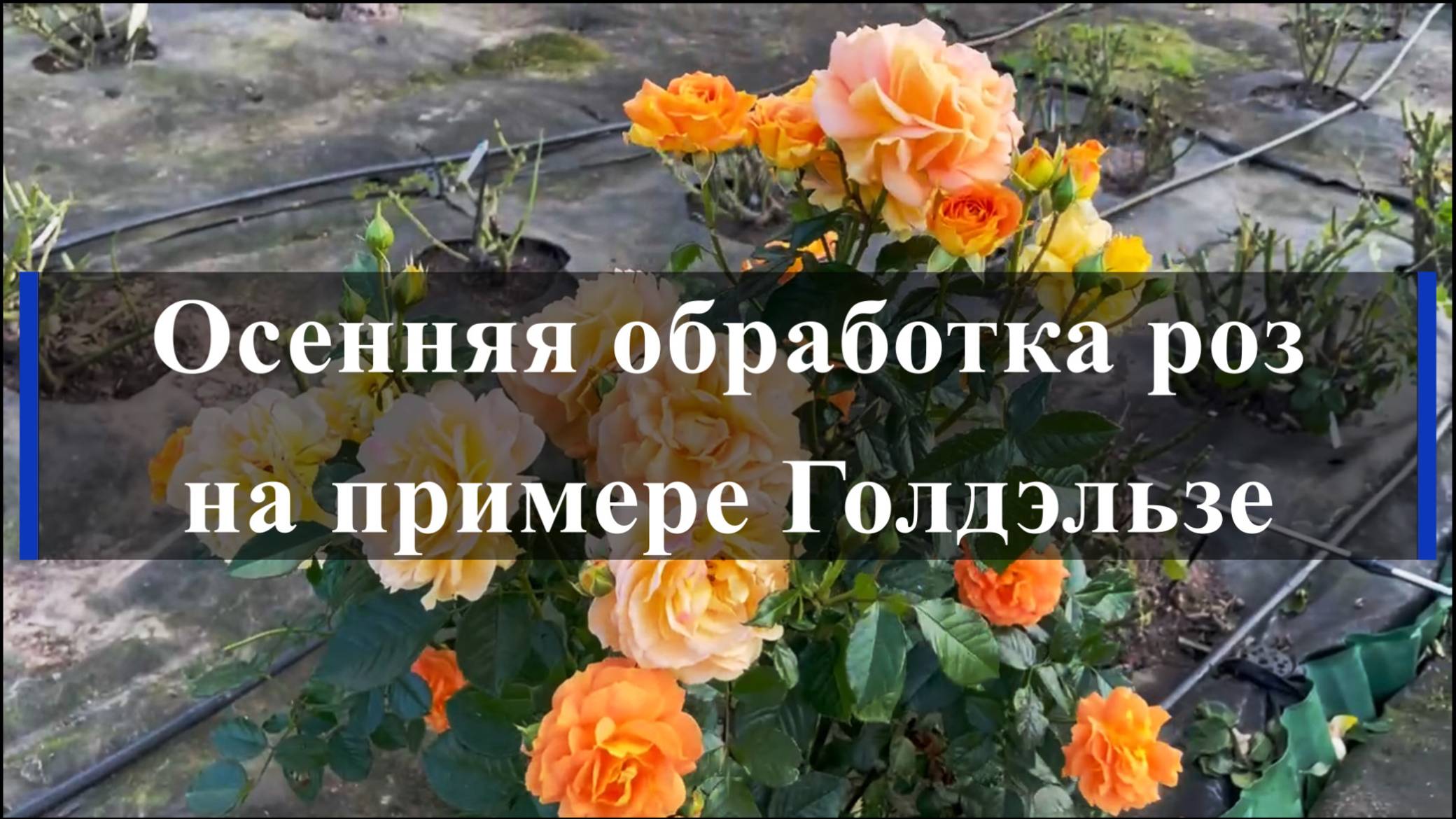 Осенняя обработка роз на примере Голдэльзе