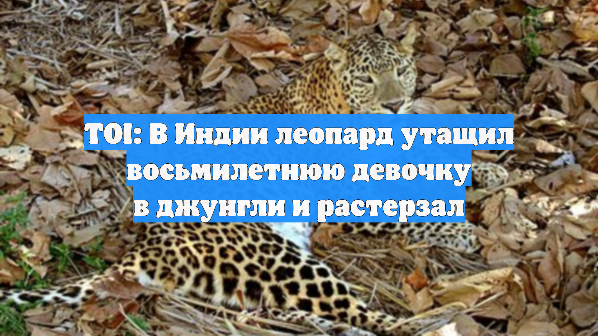 TOI: В Индии леопард утащил восьмилетнюю девочку в джунгли и растерзал