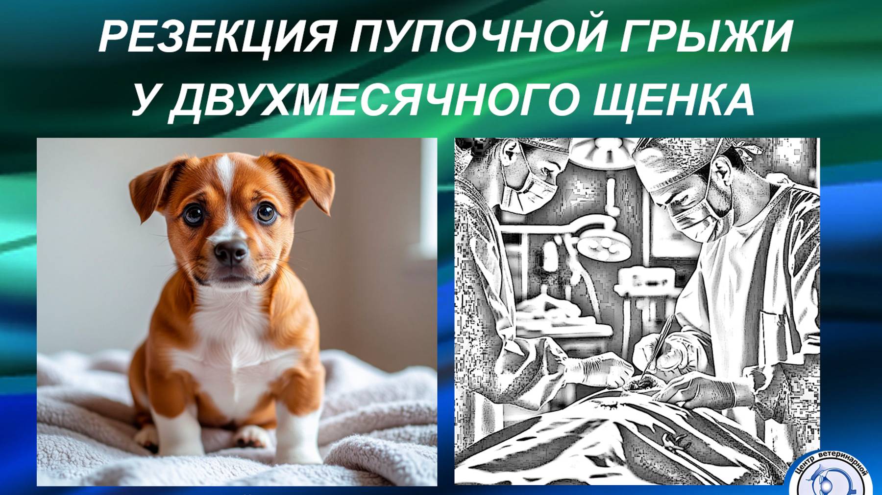 Лечение пупочной грыжи у 2-х месячного щенка