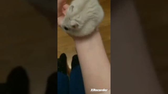 Хомяки Бигунчик и Манка