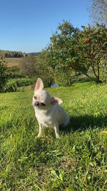 Доброе утро от нашей будущей мамочки красавицы 😍🤍#чихуахуа #щенкичихуахуа #питомникчихуахуа