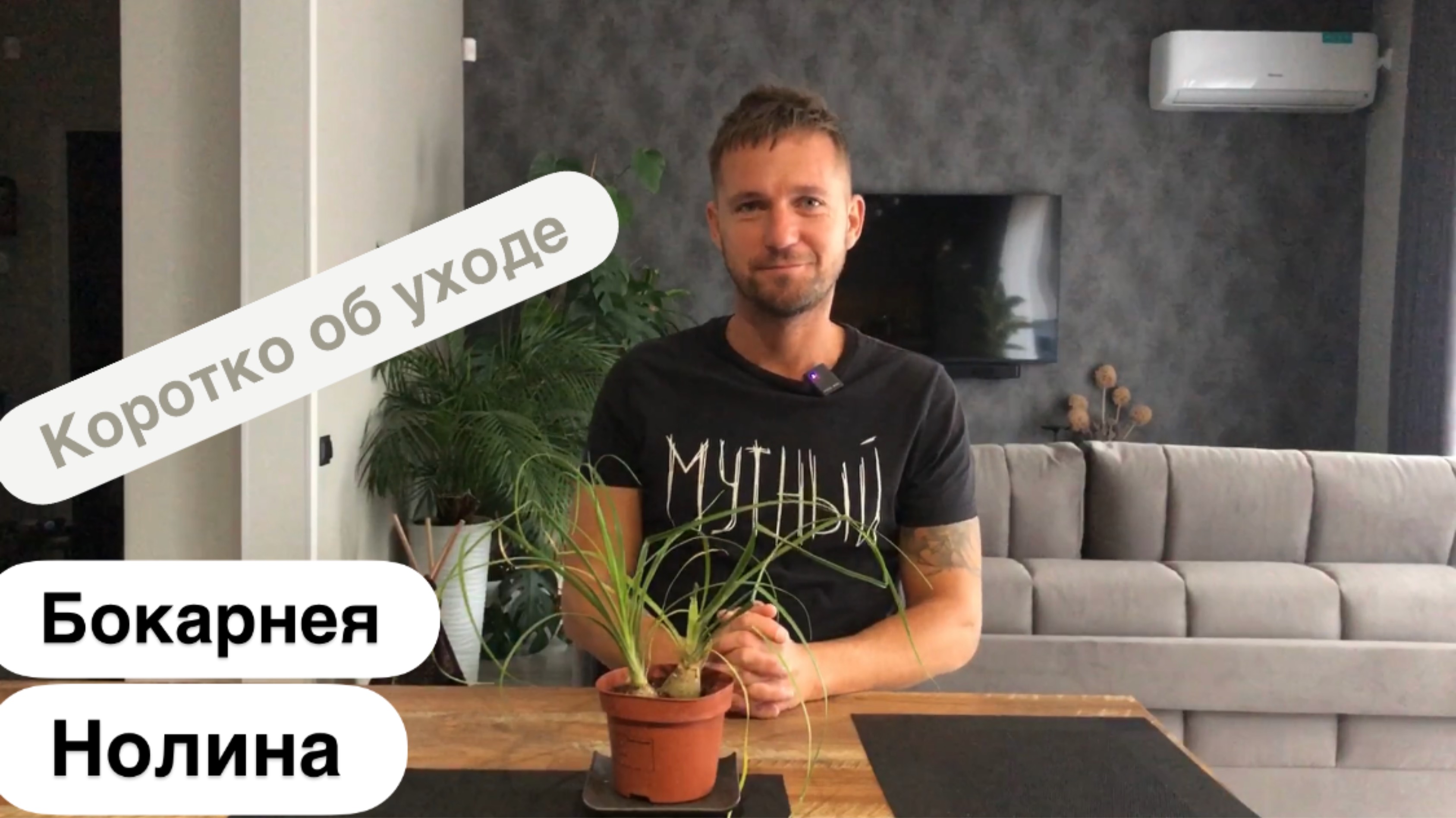 Нолина, Бокарнея- коротко об уходе