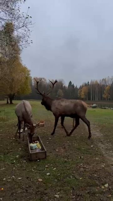 1000057453.mp4.  На поляне у пруда ,из оленей красота ..2025 г Дьяченко ЛГ