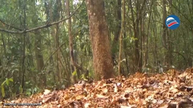В национальном парке Индии заметили уникального чёрного тигра
