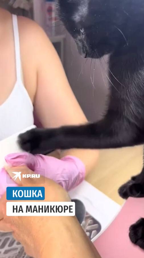 Кошка на маникюре