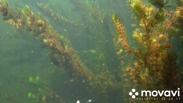 Бобёр прошол по дну