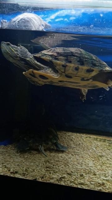 🐟Красноухая черепаха 🐢🐠в Океанариум Sochi Discovery World Aquarium в Адлере🏝#лето2025 #адлер #ка