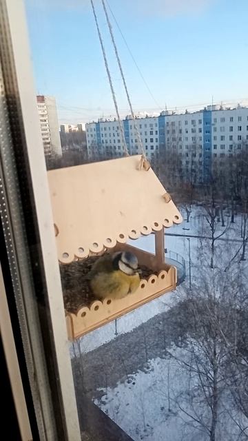 20240105 Синичка в кормушке