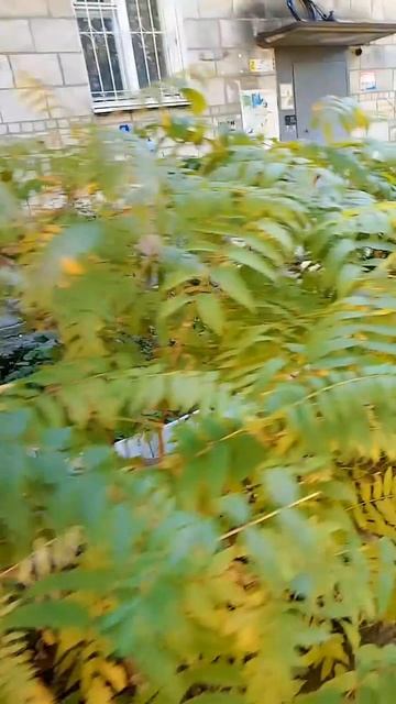 Осень...🍁 😘