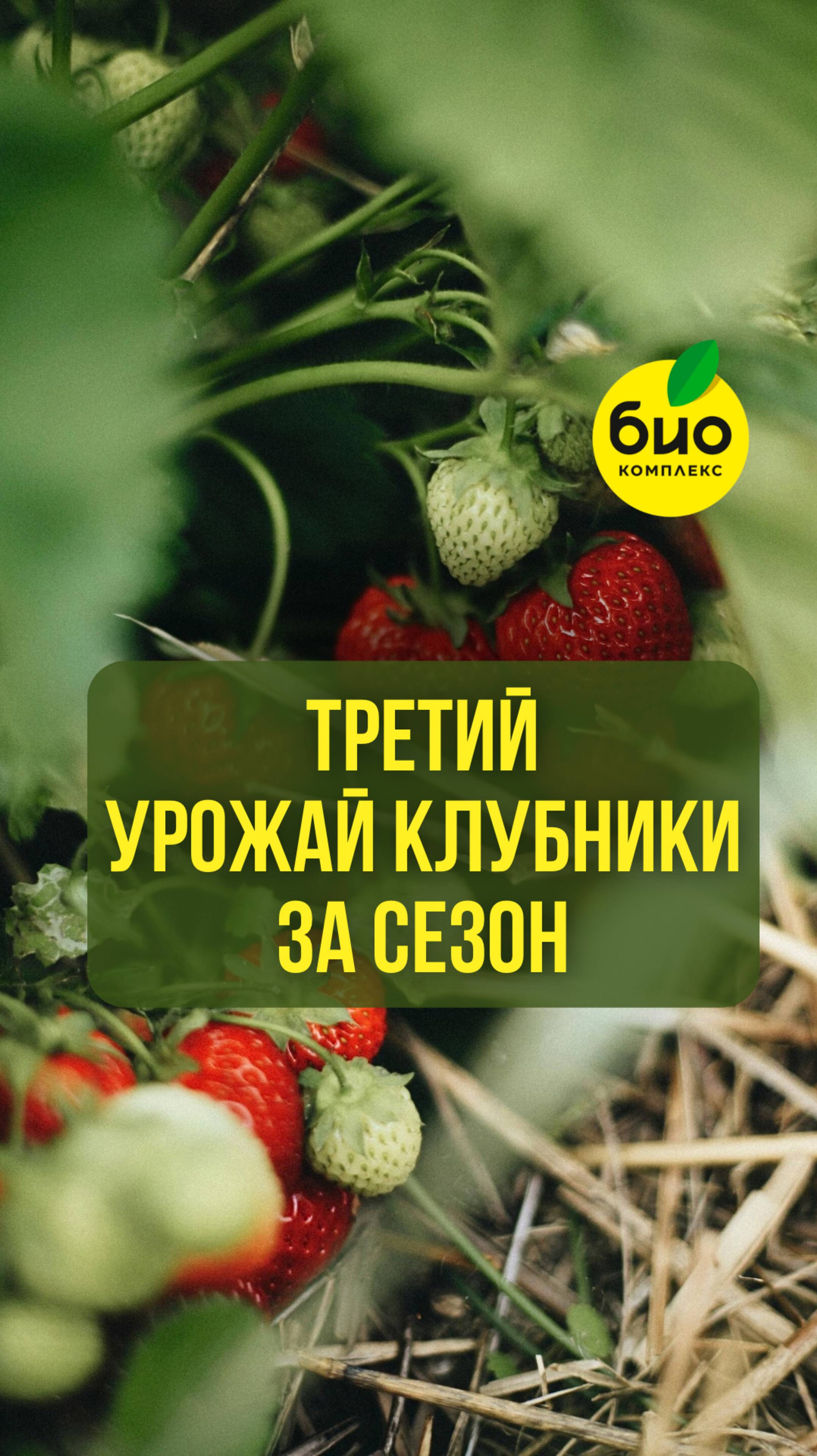 Третий урожай клубники за сезон