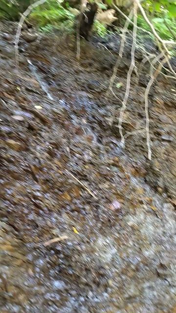 лес родниковая вода Ведено прогулка