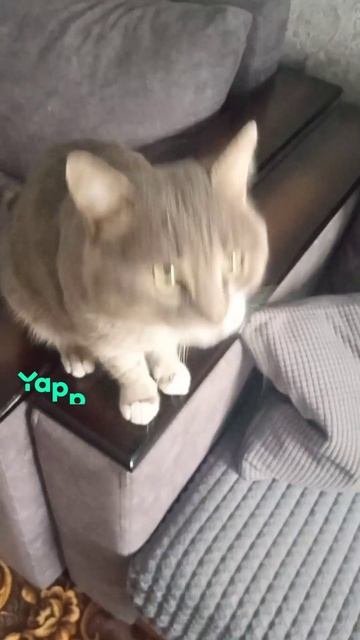 Yappy_download_b85675576907473e9ae41509b6449b0f.mp4