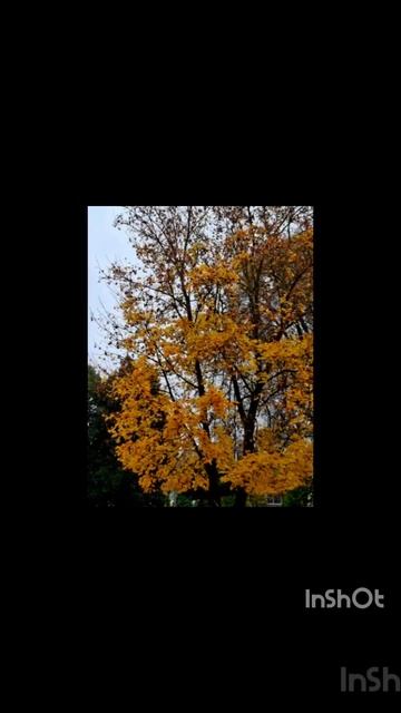 Золотая середина осени.mp4