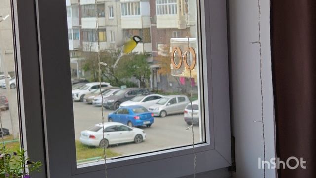 Кормушка. Серия 2 из 6. Смотреть до 6 серии!